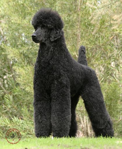 Poodle Standard 9Y181D-031.JPG